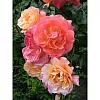 Роза почвопокровная «Бесси» 19x55 см