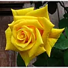 Роза чайно-гибридная «Сейко» жёлтая 19x55 см